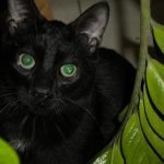 concours-chat-noir-7