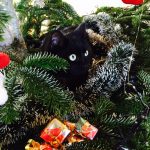 concours-chat-noir-8