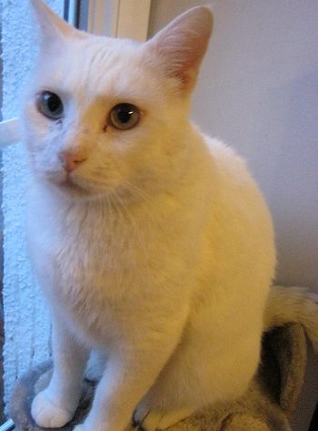 Des Nouvelles De Jafar Le Chat Blanc Sourd Chats Libres De Nimes Agglo