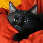 chat-noir-c