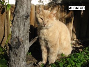 albator-sylvie