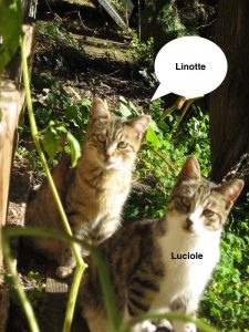 linoitte-sylvie