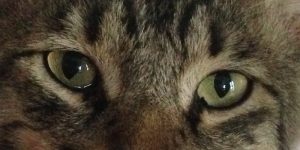 regard-ugolin