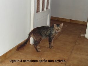 ugolin-3-semaines