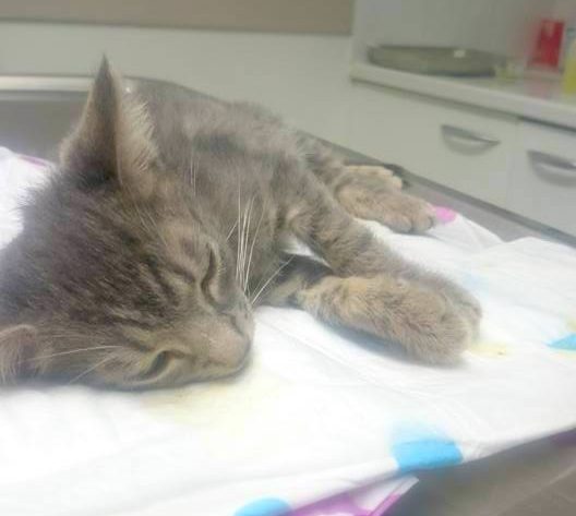 Ptit Gris 2 Mois N Est Deja Plus Chats Libres De Nimes Agglo Ptit Gris 2 Mois N Est Deja Plus Chats Libres De Nimes Agglo