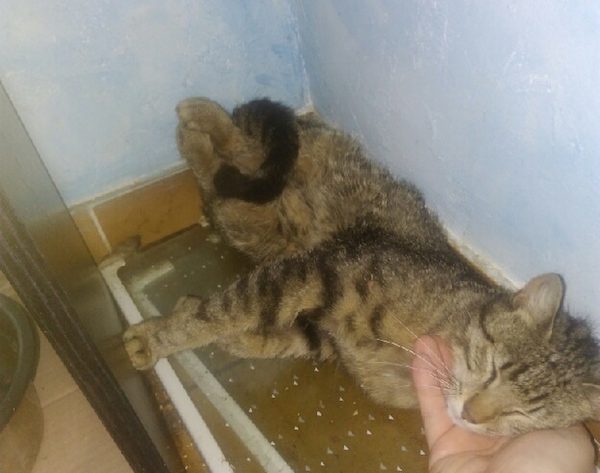 Guevara Le Chat Qui Attendait Du Secours Chats Libres De Nimes Agglo