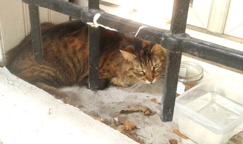 Majeste La Minette Au Femur Casse Texte 1 Chats Libres De Nimes Agglo