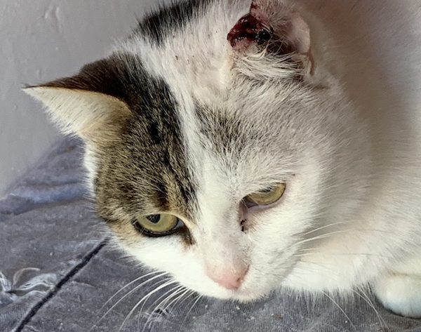 Les Chats Blancs Doivent Se Mefier Du Soleil Chats Libres De Nimes Agglo Les Chats Blancs Doivent Se Mefier Du Soleil Chats Libres De Nimes Agglo