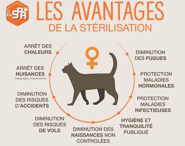 La Sterilisation Et La Castration Chats Libres De Nimes Agglo La Sterilisation Et La Castration Chats Libres De Nimes Agglo