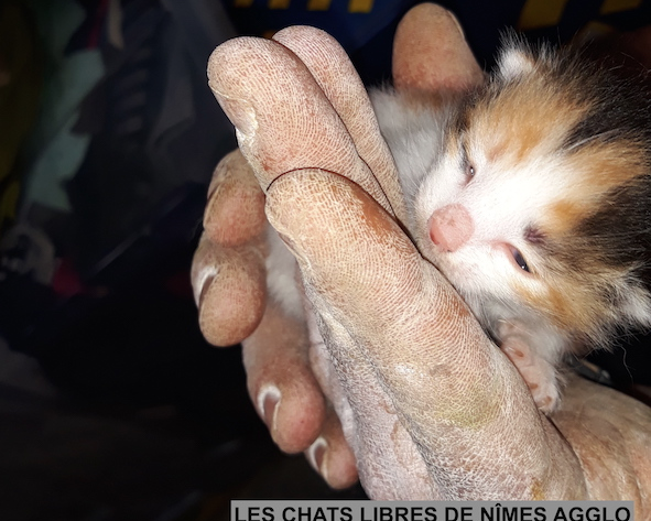 Que Faire Avec Un Chaton Nouveau Ne Chats Libres De Nimes Agglo