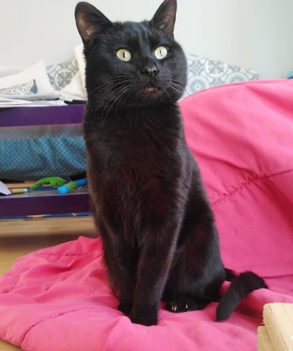 Annonces Chats Noirs A L Adoption Chats Libres De Nimes Agglo