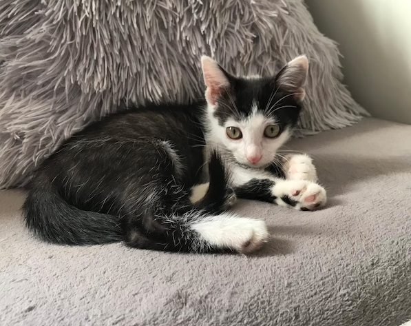 Des Nouvelles De P Tit Malou Terrasse Par La Douleur Chats Libres De Nimes Agglo